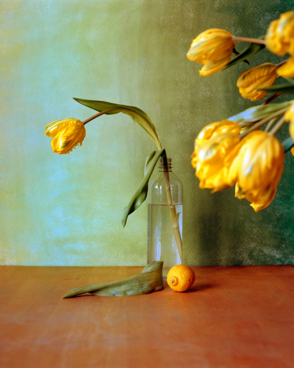 Yellow Tulips - Triptychs