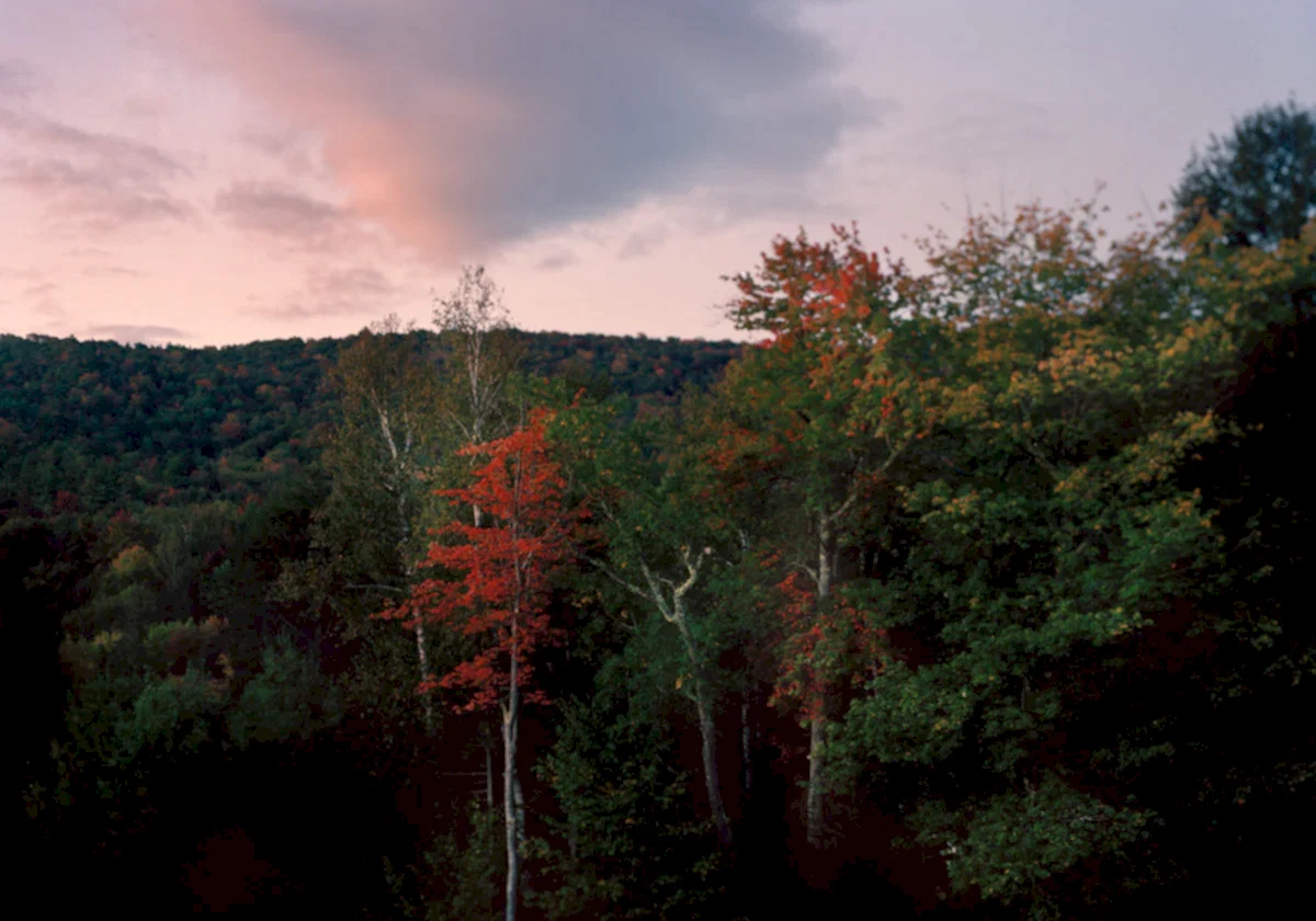 Red Tree at Dawn