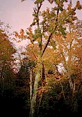 Autumnal Tree in Vermont