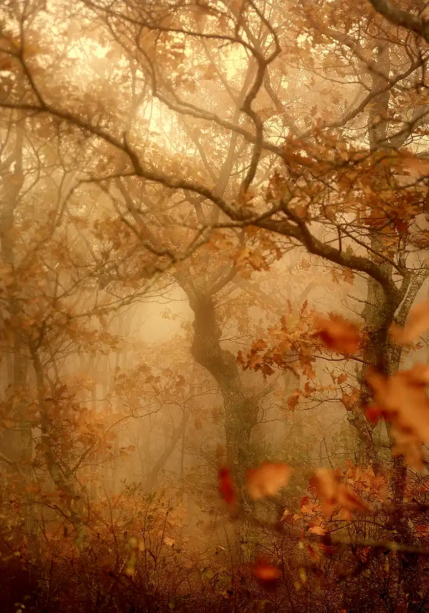Fall in Virginia