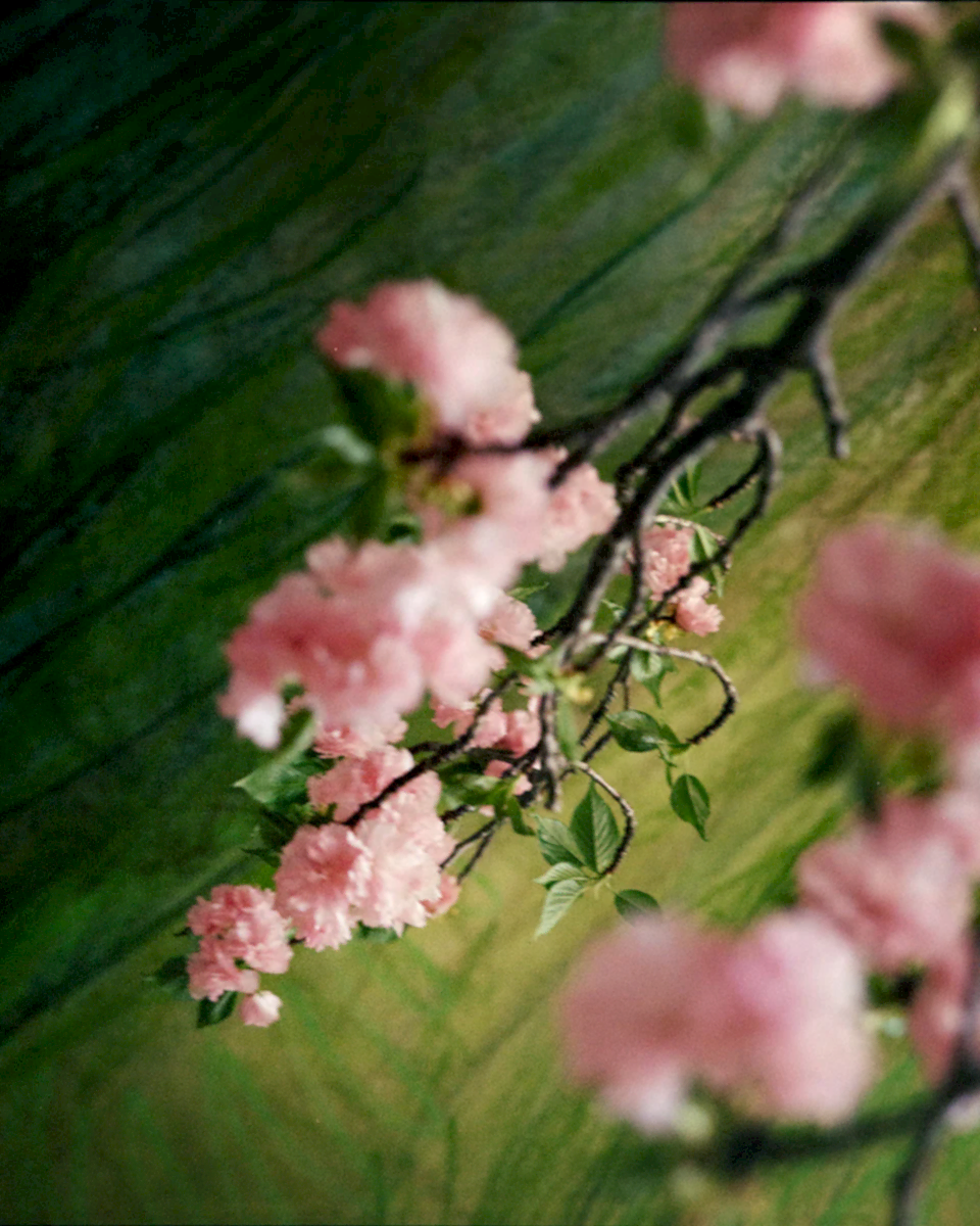 Cherry Blossom Triptych