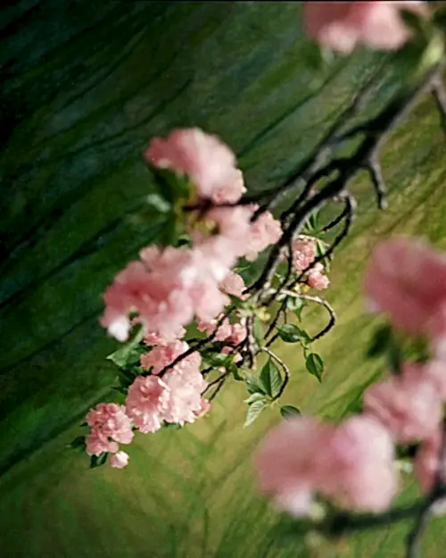 Cherry Blossom Triptych