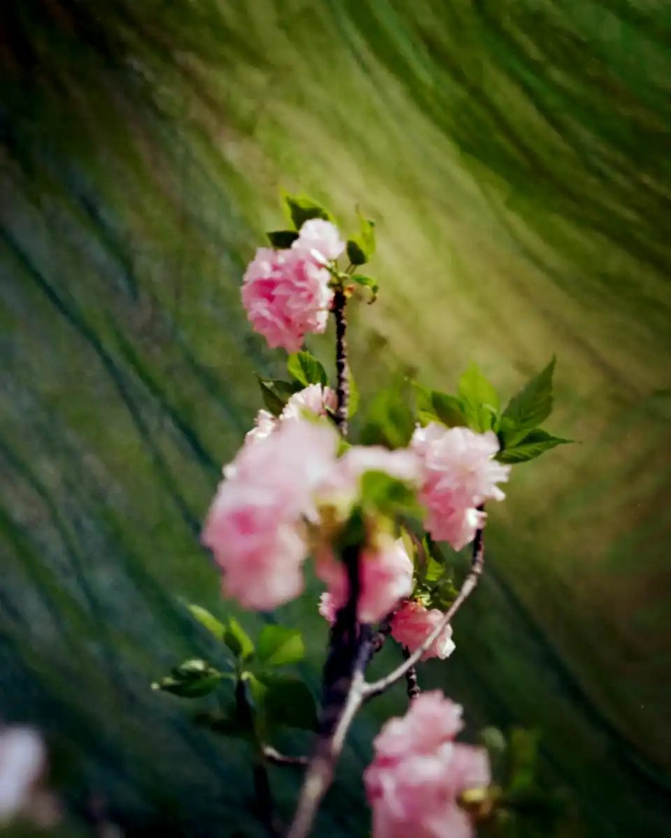 Cherry Blossom Triptych