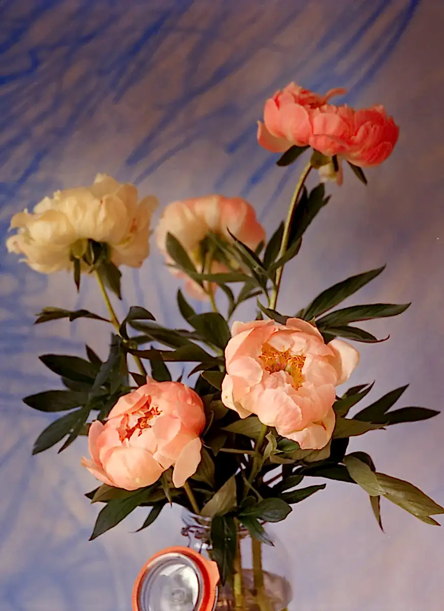 Dancing Peonies