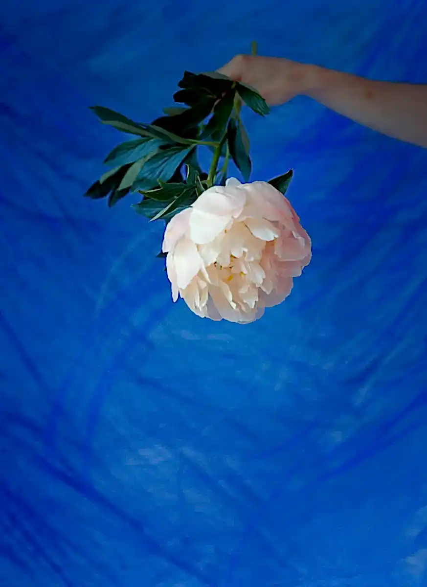 Peony in Blue