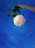 Peony in Blue
