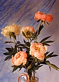 Dancing Peonies