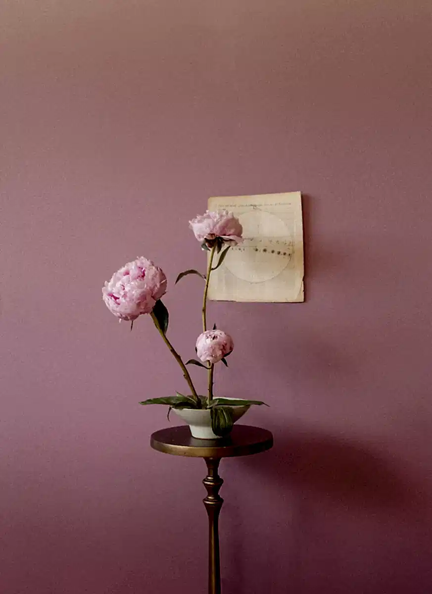 Peonies Opening Triptych