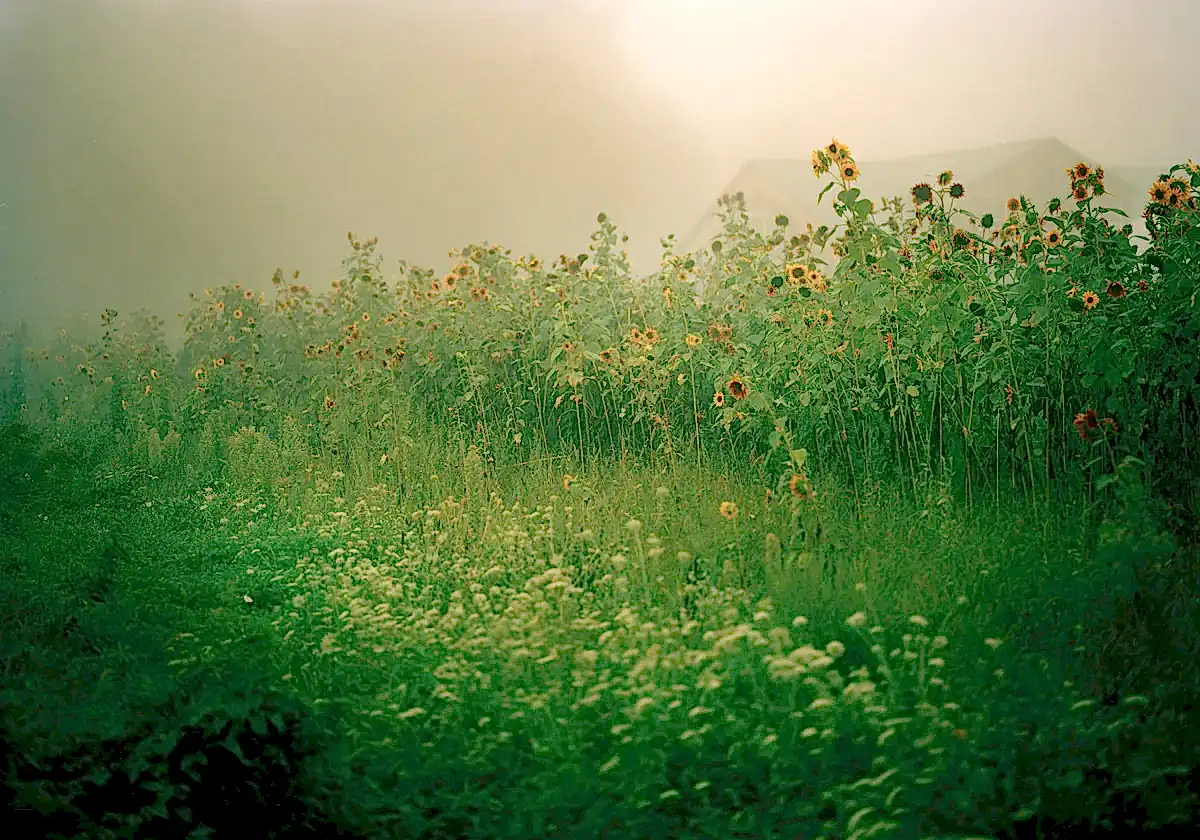 Field of Sunflowers at Dawn